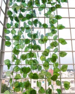 Go Hooked (Pack of 24 Creepers Artificial Garland Money Plant Leaf Creepers for Home Decoration, Party Décor (24 Creepers, 30 Leaves in 1 Creeper, 6 Foot Each), 10 Mm - Image 5